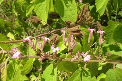 Cây Tổ kén cái, Dó lông - Helicteres hirsuta Lour