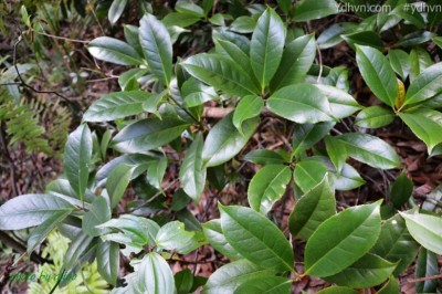 Cây Tô hạp Trung Quốc, Tầm thụ - Altingia chinensis (Benth.) Oliv. ex Hance