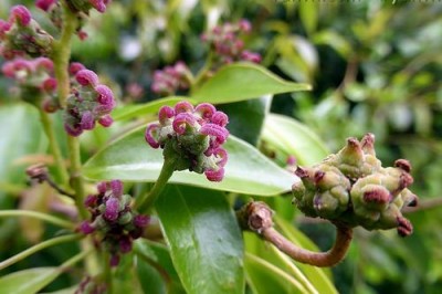 Cây Tô hạp Bình khang - Altingia gracilipes Hemsl