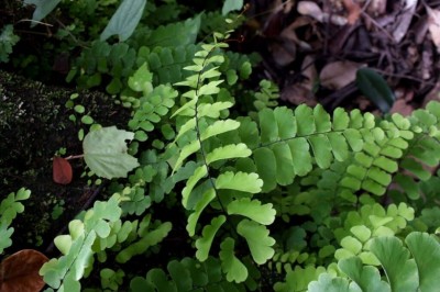 Cây Tóc thần Philippin, Ráng nguyệt xỉ Philippin. Ðuôi chồn lệch - Adiantum philippense