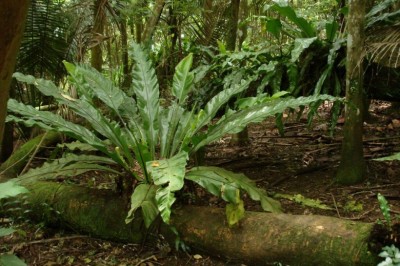 Cây Tổ điểu, Tổ chim - Asplenium nidus L. (Neottopteris nidus (L.) J. Sm)