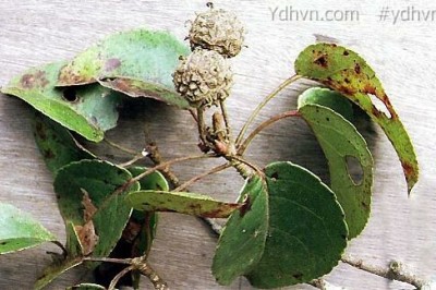 Cây Tô hạp cao, Tô hạp lá tim - Altingia excelsa Noronha