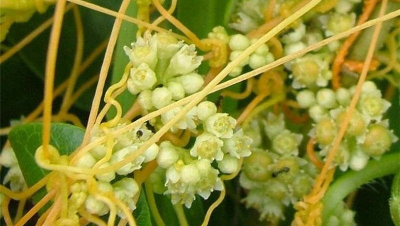 Cây Tơ hồng, Tơ hồng Trung Quốc - Cuscuta chinenesis Lam
