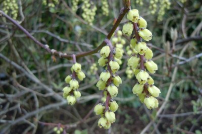 Cây Tinh tiết - Stachyurus chinensis Franch