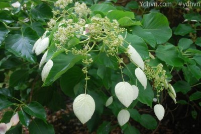 Cây Toàn địa phong, Bạch thư - Schizophragma integrifolium (Franch.) Oliv