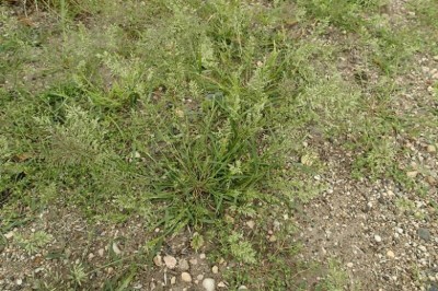 Cây Tinh thảo, Cỏ bông lớn - Eragrostis cilianensis (All.) Vignolo-Lutati