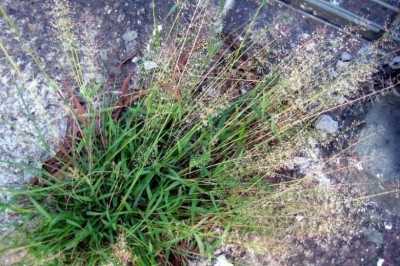 Cây Tinh thảo Nhật, Loạn thảo - Eragrostis japonica (Thunb.) Trin