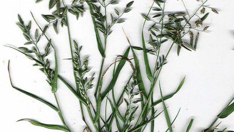 Cây Tinh thảo bông đen, Cỏ bông đen - Eragrostis nigra Nees ex Stend