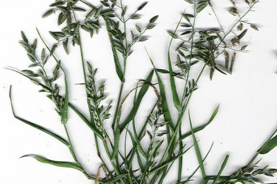 Cây Tinh thảo bông đen, Cỏ bông đen - Eragrostis nigra Nees ex Stend