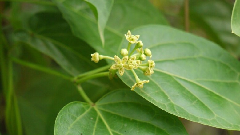 Cây Tinh thư - Cosmostigma racemosa (Roxb.) Wight (Asclepias racemosa Roxb.)