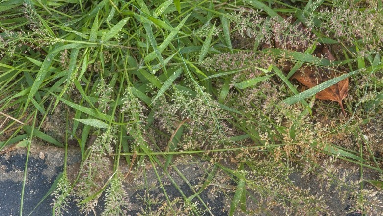 Cây Tinh thảo lông, Cỏ bông bụi - Eragrostis pilosa (L.) P. Beauv. (Poa pilosa L.)