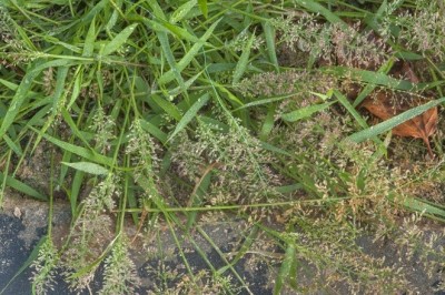 Cây Tinh thảo lông, Cỏ bông bụi - Eragrostis pilosa (L.) P. Beauv. (Poa pilosa L.)