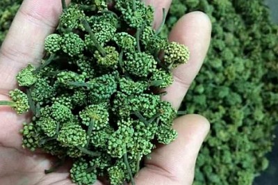 Cả triệu đồng một kg hoa tam thất, nụ hoa tam thất