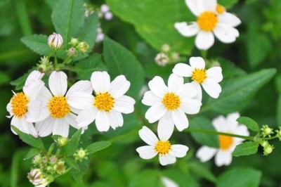 Cây hoa xuyến chi có nhiều công dụng với sức khỏe