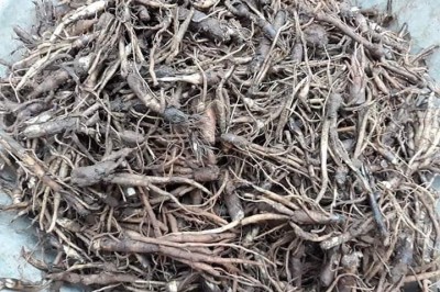 Sâm cau, Ngải cau, Cồ nốc lan, tiên mao