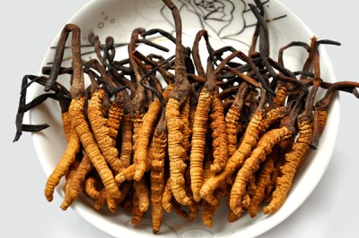 Đông trùng hạ thảo, vị thuốc quý hiếm giá hàng tỷ đồng