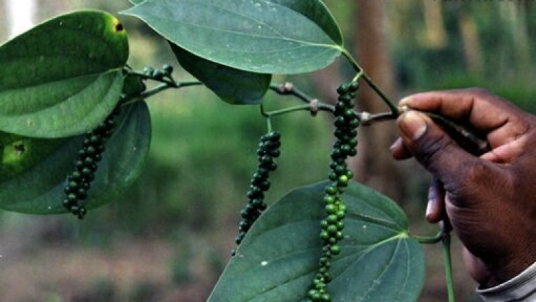 Cây Tiêu lá gai, Trầu lá gai - Piper boehmeriaefolium Wall. ex C.DC. var. tonkinense C.DC