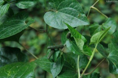 Cây Tiêu lốt, Tất bạt - Piper longum L