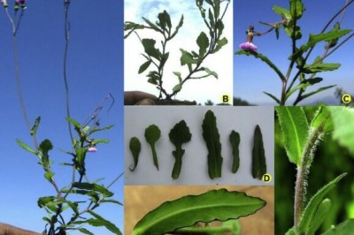 Cây Tiểu nhất điểm hồng, Chua lè núi - Emilia prenanthoides DC