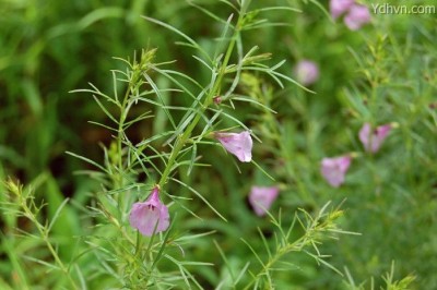 Cây Tiểu thân cân thảo, Sô bu chẻ ba - Sopubia trifida Buch. - Ham ex D. Don