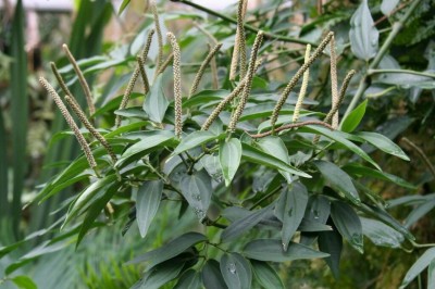 Cây Tiêu thất, Tất trừng gia - Piper cubeba L., f