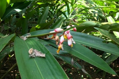 Cây Tiểu đậu khấu - Elettaria cardamomum White et Maton