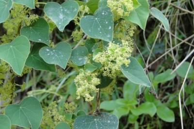 Cây Tiết dê lông, Hồ đằng lông, Mối tròn, Cây mối nắm - Cissampelos pareira L. var. hirsula (DC.) Forman