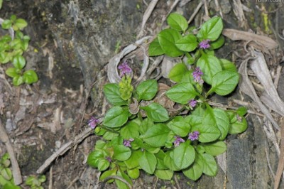 Cây Tiểu biển đậu, Kích nhũ Tatarinow - Polygala tatarinowii Regel