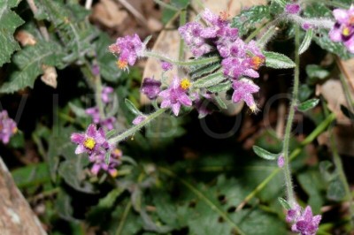 Cây Tiết tiết hồng, Hoàng đầu chụm, Kim đầu bộng - Blumea fistulosa (Roxb.) Kurz