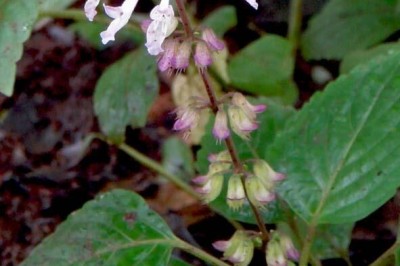 Cây Tía tô rừng, Phong diệu yếu - Orthosiphon marmoritis (Hance) Dunn