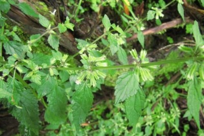 Cây Tía tô đất, Kinh giới đất - Melissa axillarts (Benth.) Bakh. f. (M. parviflora Benth.)