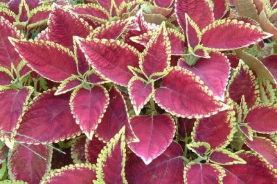 Cây Tía tô tây - Plectranthus scutellarioides (L.) R. Br. (Coleus scutellarioides (L.) Benth.)