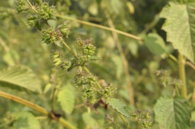 Cây Tía tô dại, Hoắc hương dại, É lớn tròng - Hyptis suaveolens (L.) Poit