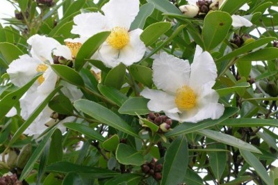 Cây Ti âm hoa nách. Đại đầu trà, Thiết bạch đào, Gò đồng nách - Gordonia axillaris (Roxb.) Dietr. (Camellia axillaris Roxb. ex Ker)