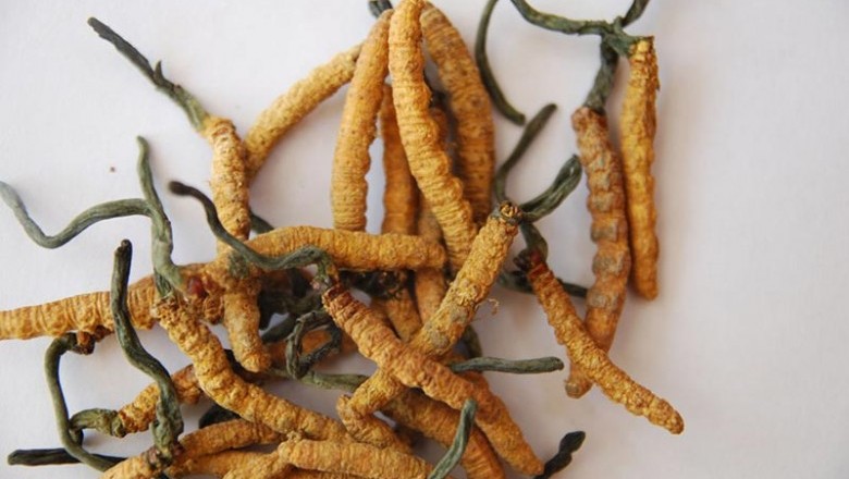 Phát hiện chất kháng viêm trên nấm Đông trùng hạ thảo