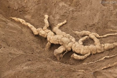 Chữa trị mụn, sạm da bằng rễ cây qua Lâu