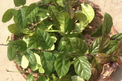 Xác định hoạt tính ức chế bệnh ung thư và HIV từ cây xạ đen