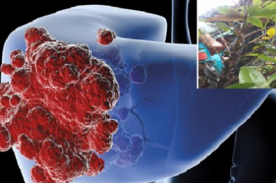 Phát hiện loại cây rừng có khả năng 'khắc chế' 4 loại ung thư