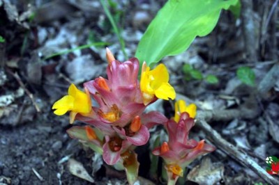 Phát hiện hai loài nghệ mới ở Việt Nam