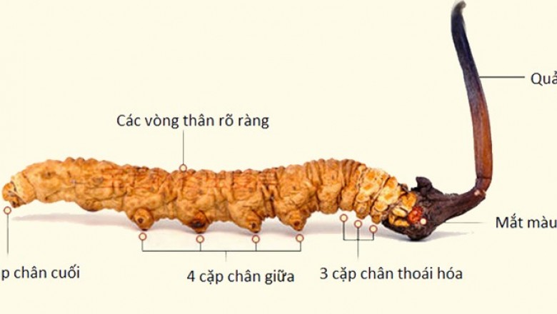 Thật giả về nấm đông trùng hạ thảo Cordyceps sinensis