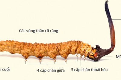 Thật giả về nấm đông trùng hạ thảo Cordyceps sinensis