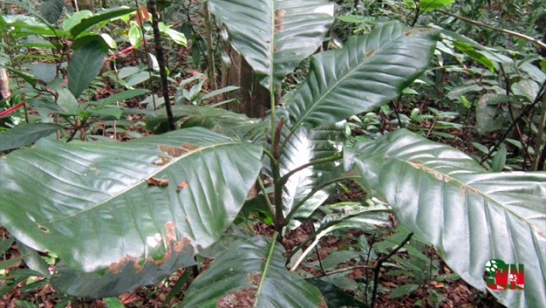 Phát hiện một loài thực vật mới ở Khánh Hòa.