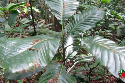 Phát hiện một loài thực vật mới ở Khánh Hòa.