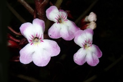 Phát hiện một loài thực vật mới ở Vườn quốc gia Bidoup Núi Bà