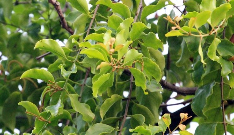 Cây tầm gửi các loài tầm gửi và tác dụng chữa bệnh cừa từng loại