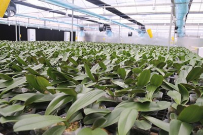 Quảng Trị trồng thành công lan Hồ điệp bằng công nghệ 4.0