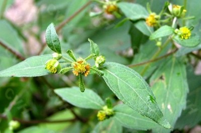 Dược thiện phòng chống bệnh gút, thảo dược tốt cho người bệnh gút