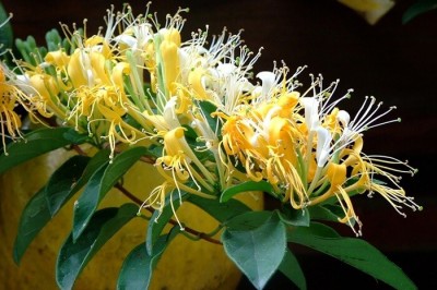 Bài thuốc hay chữa bệnh gút từ thảo dược tự nhiên