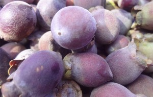 Đến hẹn lại lên, mùa trái sim rừng chiếm lĩnh thị trường ‘chợ online’