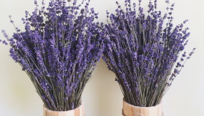 Bài trí hoa oải hương đúng phong thủy để hạnh phúc viên mãn